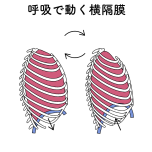 横隔膜のイメージ