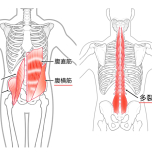 腸腰筋・腹横筋・多裂筋