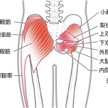 小臀筋
