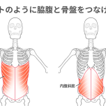 腹斜筋