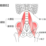 腸腰筋