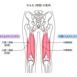 ハムストリングス
