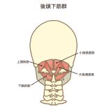 後頭下筋群