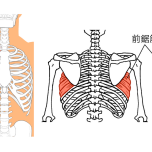 肋間筋、前鋸筋