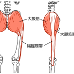 大腿筋膜張筋