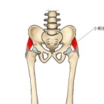 小殿筋
