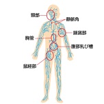 リンパ節