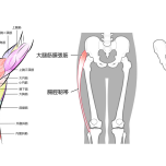 体幹、下半身の筋肉　イラスト