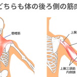 背筋