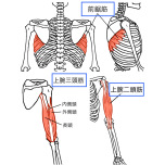筋肉