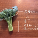 栄養あるのに捨てがち…ブロッコリーの茎をおいしく食べる方法