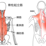 背筋