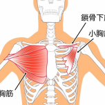 大胸筋