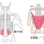 脇腹