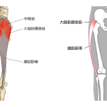 大腿筋膜張筋　イラスト
