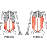 腹斜筋