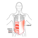 腹直筋
