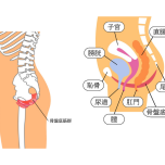 骨盤底筋