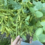生の枝豆