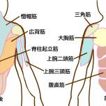 背中の筋肉