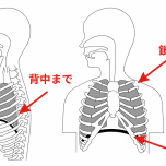 肺の位置