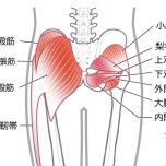 中臀筋1