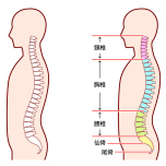 脊柱