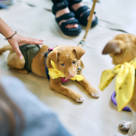 保護犬