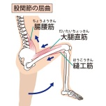 股関節