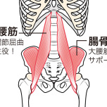 大腰筋