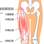 大腿四頭筋・大腿筋膜張筋