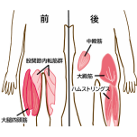 下半身の筋肉