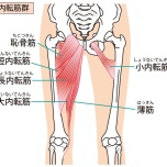 内もも