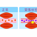 筋肉の血流