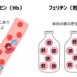 フェリチンと鉄の違いのイラスト