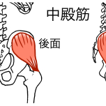 中殿筋