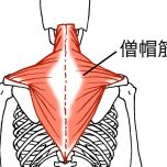 僧帽筋