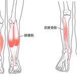 下腿の筋肉 イラスト