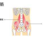 お腹痩せ