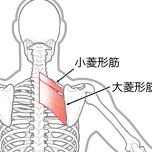 菱形筋