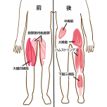 スクワットで鍛えられる筋肉