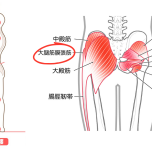 イラスト 大腿筋膜張筋 外旋6筋