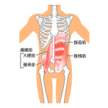 腹横筋と腸腰筋