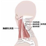 斜角筋