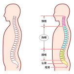 胸椎