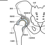 股関節