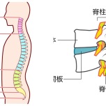 脊柱