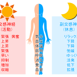 自律神経
