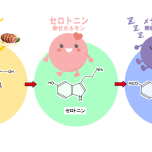 アミノ酸