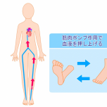 下肢ポンプ